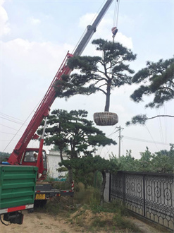 造型黑松发货湖南