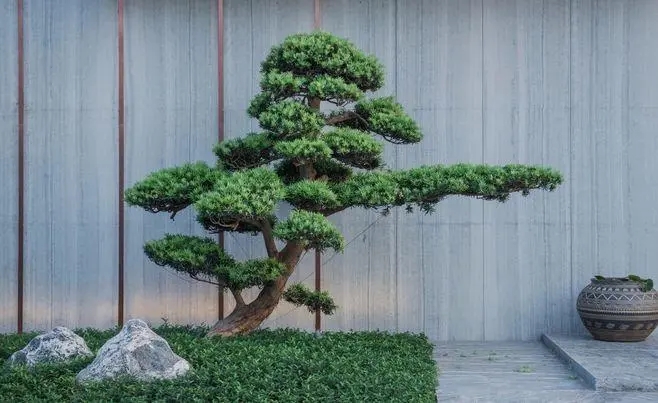 祁县景观松种植基地